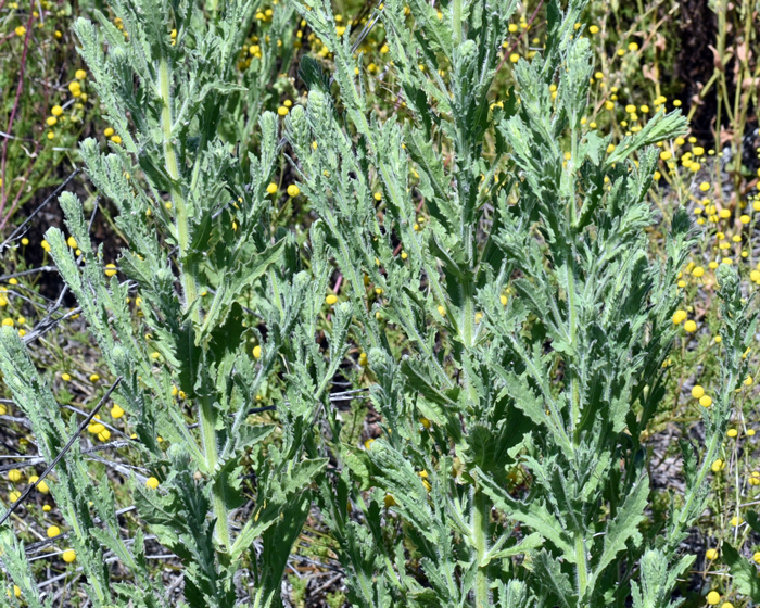 Coulter's Horseweed has many clustered stem leaves that are oblong and with irregular dentition. Note that toothy notches are mostly around the base of the leaf. Laennecia coulteri